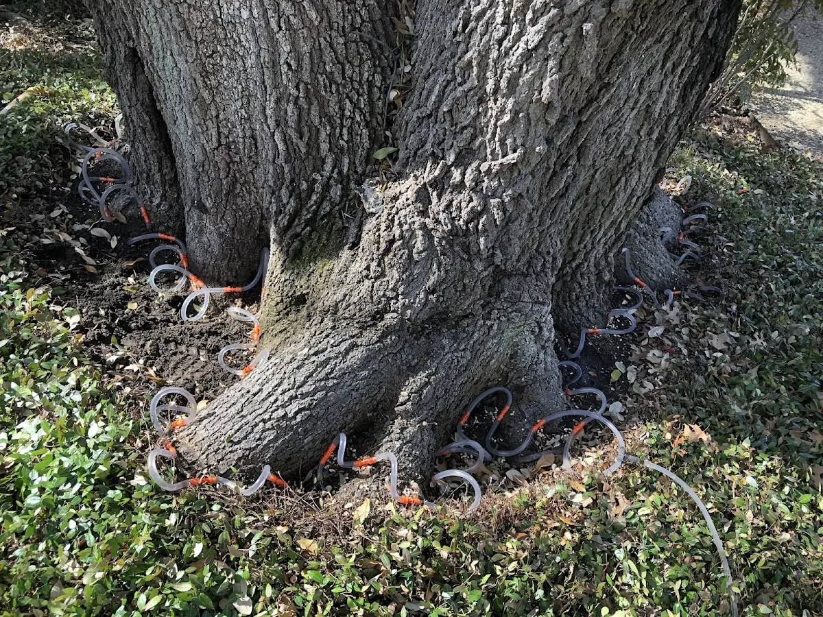 Detailed Tree Cabling and Bracing job site in Mc Bain